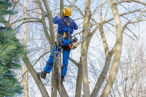 Trusted Homeland Park, SC Tree Removal Services Experts